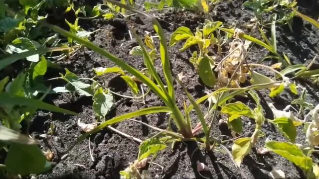 Применение препарата Гран-При на подсолнечнике Экспресс смотреть онлайн