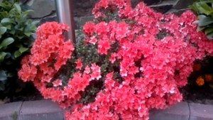 Азалия садовая.Весеннее цветение.