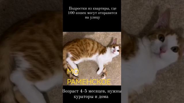 89663764125 кошки и котята в добрые руки! срочно, от 1 мес и старше.