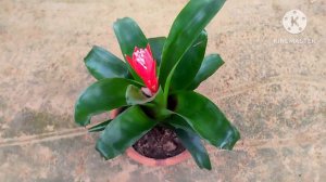 Master the Art of Bromeliad Plant Care in Hindi