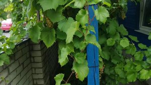 Киевский (К-757) белоягодный сорт винограда, сверхранний универсал