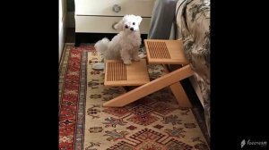 Лестницы для ? собак - это комфортный ? и безопасный уровень жизни!