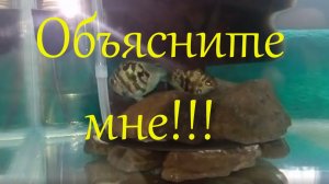 Как такое может быть? Удивила пара маленьких голубых тигровых попугаев, неполовозрелых.