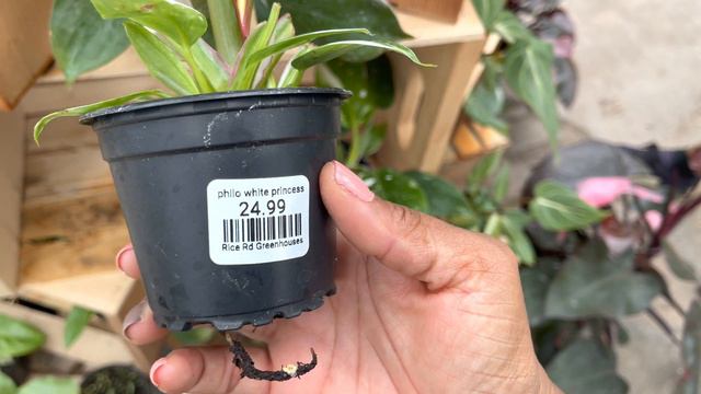 Plant Shopping @ Rice Road Greenhouse смотреть онлайн