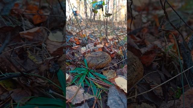 Чёрный груздь ДИН-ДОН смотреть онлайн