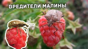 Вредители малины. Малинная стеблевая галлица, тля, малинный жук