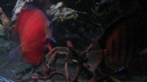 Мои Дискусы. Рыбки аквариумные. Записки аквариумиста