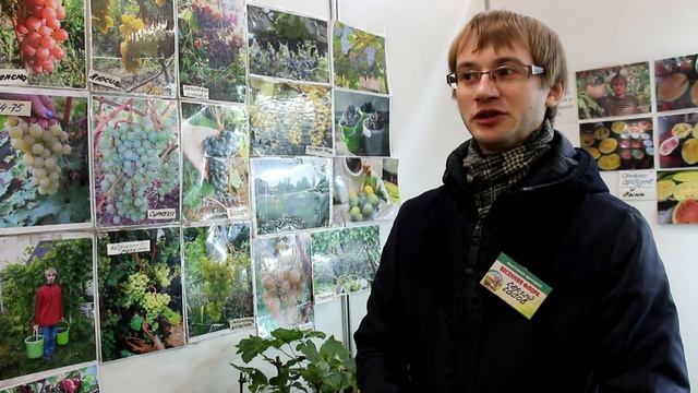 Виноград в Ленинградской области: как выбрать сорт смотреть онлайн