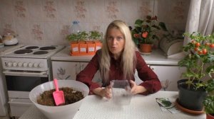 Как вырастить рассаду капусты дома