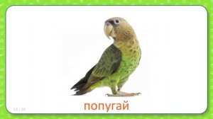 Развивающие карточки Домана для детей Птицы