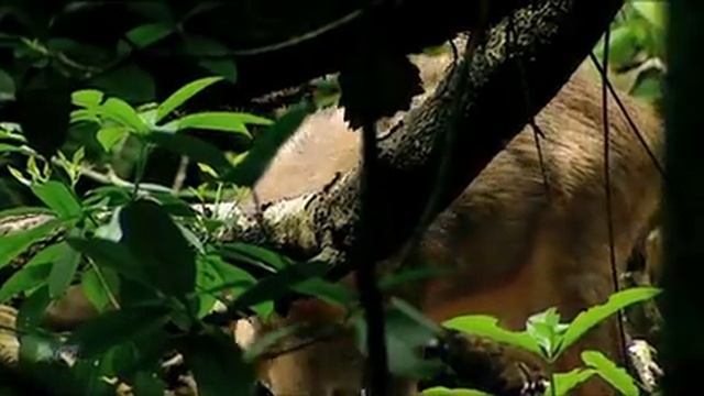 Java Island [Indonesia]. Land of Dragons | Nature - Planet Doc Full Documentaries смотреть онлайн