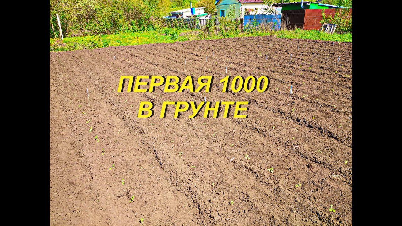 ПЕРВАЯ 1000 В ГРУНТЕ