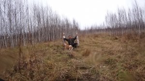 Выстрел,как белке в глаз.Охота на зайца с гончей...