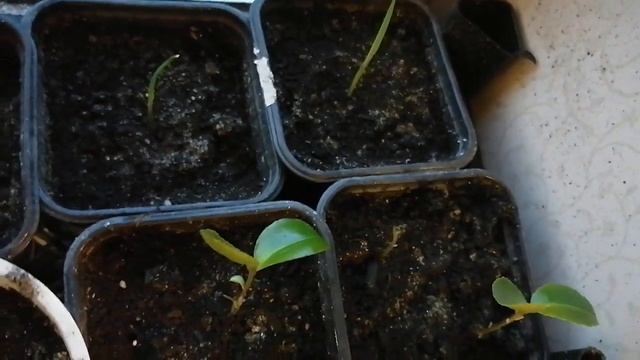 Камелия Японская. Выращивание из семян. смотреть онлайн