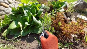 Черенкование лаванды летом в августе.