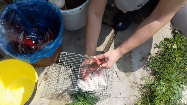 Убой перепелов.Девайсы для убоя и разделки. смотреть онлайн