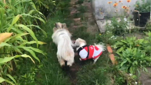 Привет дача смотреть онлайн