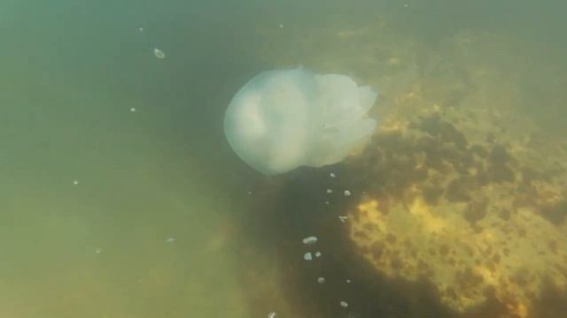 Азовское море — самое мелкое на Земле смотреть онлайн