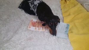 я такая лапочка, я такая цаца! Моя такса.