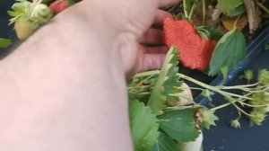 /Клубника, суперсладкий сорт, СИБИЛЛА! /Теплый, КАВКАЗ!