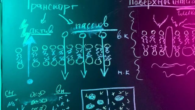 Поверхностный аппарат клетки + Транспорт через мембрану