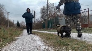 Дрессировка Французского бульдога.Руби(1,5 года ).Курс с передержкой.