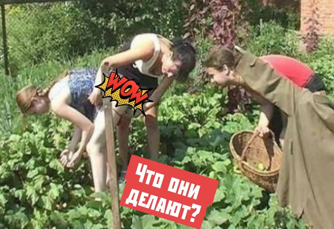 Приколы с кошками