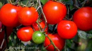 Бордосская жидкость для томатов - секрет отличного урожая