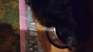 Кормление щенка йоркширского терьера