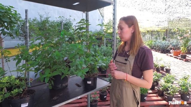 Как ухаживать за метельчатой гортензией? Советы биолога 7цветов смотреть онлайн