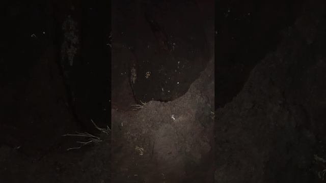 ✅Металлокоп из 2 мировой