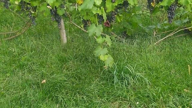 Виноград Красава 2021 та інші сорти та гібридні форми винограду.