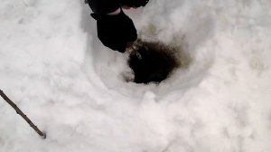 ЛОВЛЯ ЖИВЦОВ ЗИМОЙ НА КОСЫНКИ.ЖИВЕЦ ГОЛЬЯН.ЧАСТЬ 2