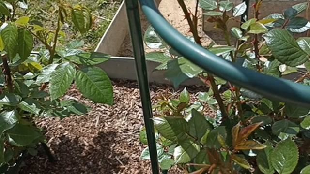 405.#На даче у Натальи, смотрим слепые побеги у роз & азалия & Идëм в лес за кислой землëй. смотреть онлайн