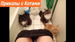 Смешные кошки 2023 / Приколы с котами и кошками / Смешные животные 2023