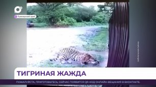 В Приморье амурский тигр попал в объектив камеры видеонаблюдения