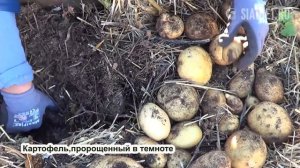 Картофель ведро с куста  Секрет выращивания