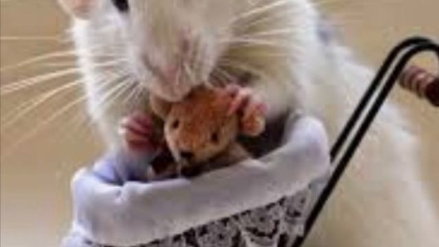 Театр «Гамаюн» сказка о глупом мышонке. смотреть онлайн