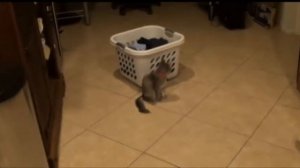 Cat Tap Dancing