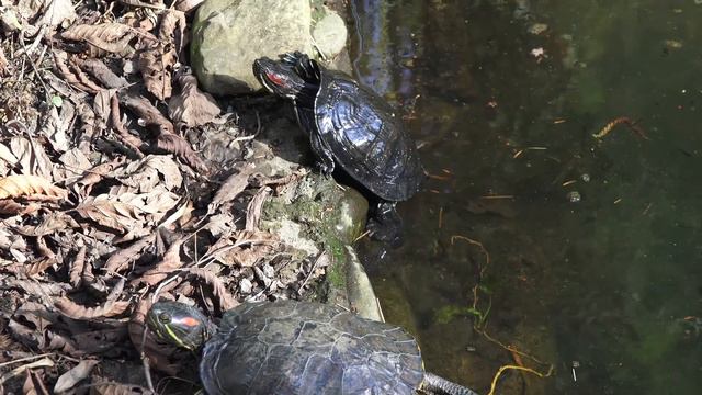 Красноухая черепаха. Сочинский дендрарий смотреть онлайн