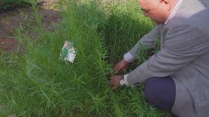 Заготовка пряных трав на зиму. Подготовка растений в огороде к зиме.