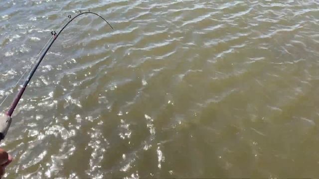 REX Sight-Fished a GAR ON SOFT PLASTIC | PAC Kayak Rentals смотреть онлайн