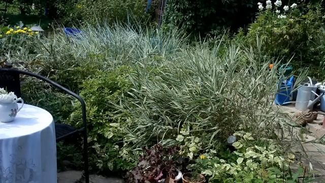 Мой прекрасный сад. За что я люблю злаковые травы в цветниках. My garden.. смотреть онлайн