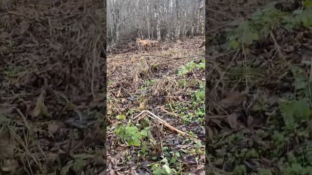 #лес #лиса #зима #ставропольскийкрай #рекомендации #рек #2023 смотреть онлайн