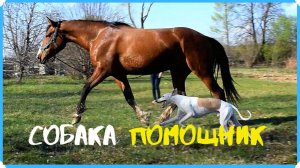 Важно лошадь работать как можно чаще. Почему борзая бегает за лошадью