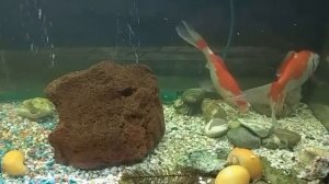 кометы в аквариуме