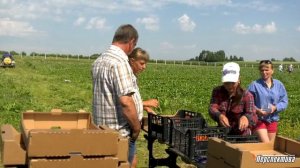 Репортаж из фермерского хозяйства, где выращивают органическую клубнику и «здороваются» с растениям