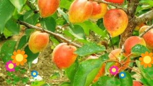 Абрикос обыкновенный. Краткий обзор, описание характеристик prunus armeniaca Академик
