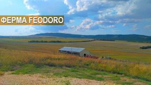 Лакон и Мериноланд - молочные овцы и мясные овцы в КФХ Feodoro. Рассказ о хозяйстве. Крым