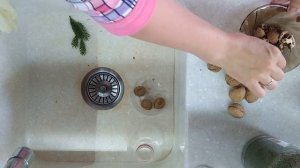 Без этого не вырастит грецкий орех | Как самому вырастить грецкий орех из семян